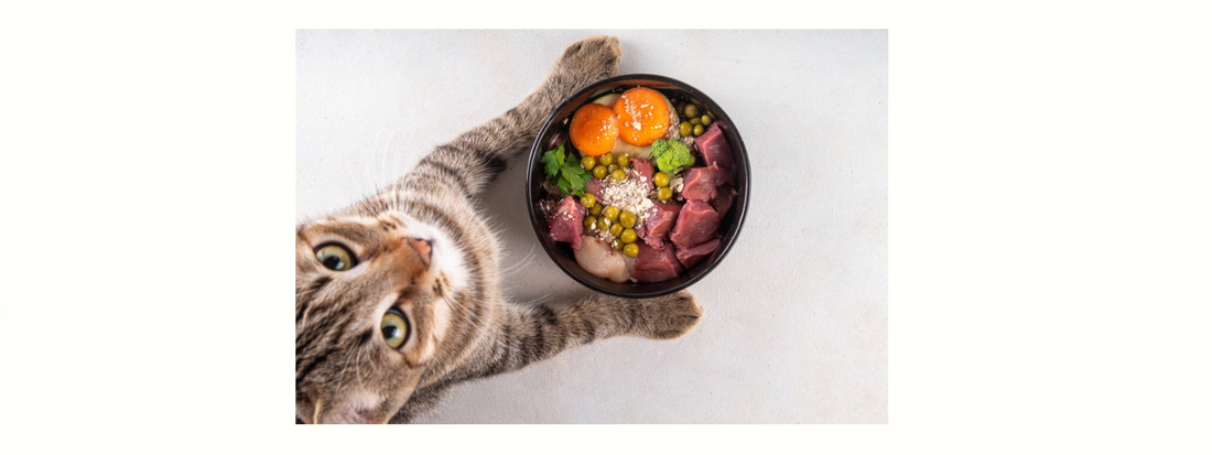 安心安全な無添加の手作りキャットフードを目の前にワクワクしている猫