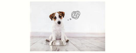 愛猫・愛犬がご飯を食べない7つの原因と対策｜食欲を取り戻すための工夫