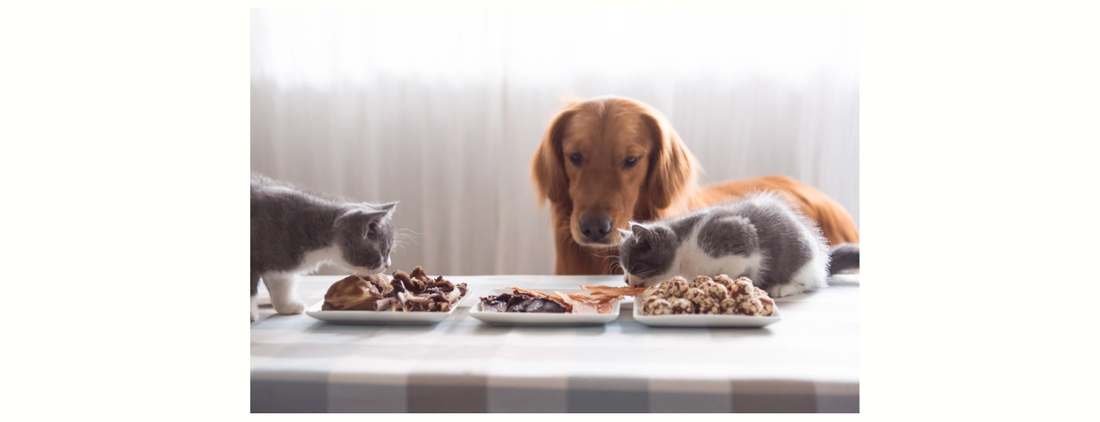 猫と犬が同じフードを食べている写真