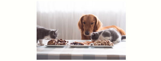 猫と犬が同じフードを食べている写真