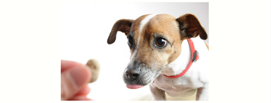 【わんちゃんの吠え対策】初心者はどの吠えから直すべき?