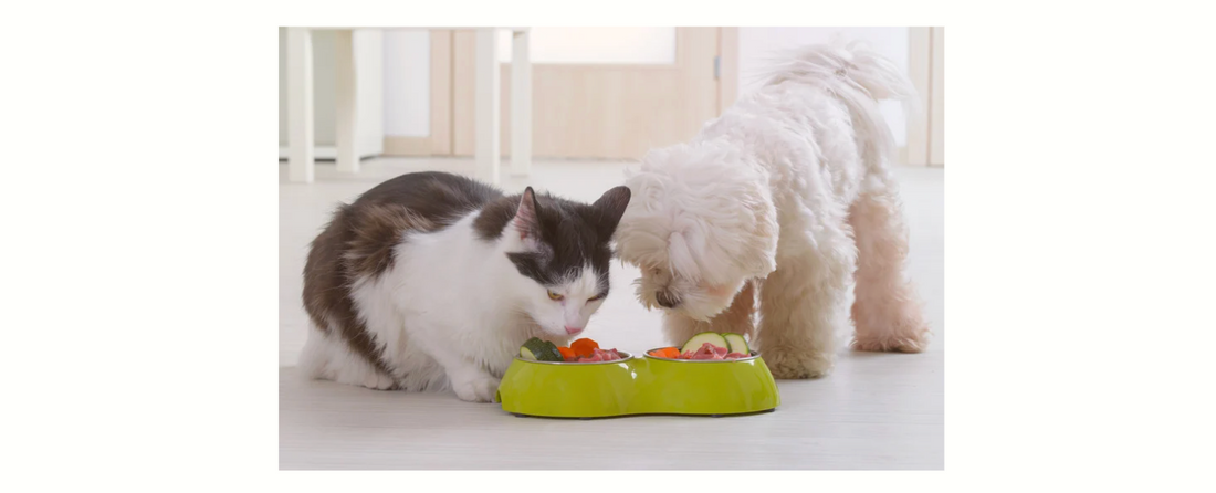 【犬猫多頭飼いの疑問】 犬用フードを猫に、猫用フードを犬に与え続けるとどうなる？