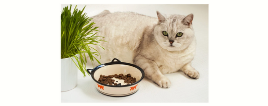 【2026年版】愛猫・愛犬は太ってる？ご家庭でできるやさしい体型チェックリスト