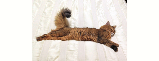 愛猫が12歳で旅立ったあとに、私がやめたこと