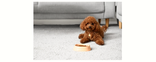 わんちゃんがごはんを食べない原因と対処法｜受診の目安と見分け方