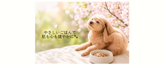 犬のかゆみ・皮膚炎はごはんが原因？フードアレルギーの見分け方と対策