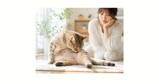 猫の過剰グルーミング・脱毛の原因は？ストレス・アレルギー別の対応策