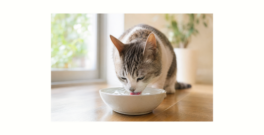 猫の慢性腎臓病（CKD）早期発見7つのサイン｜夏は特に注意