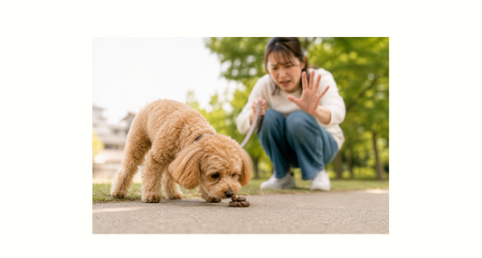 犬の食糞は栄養不足が原因？食糞症の理由と食事での対策法