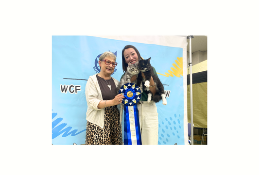 キャットショーとは？審査の仕組みと「責任ある繁殖」を愛猫2匹の出陳レポートで解説