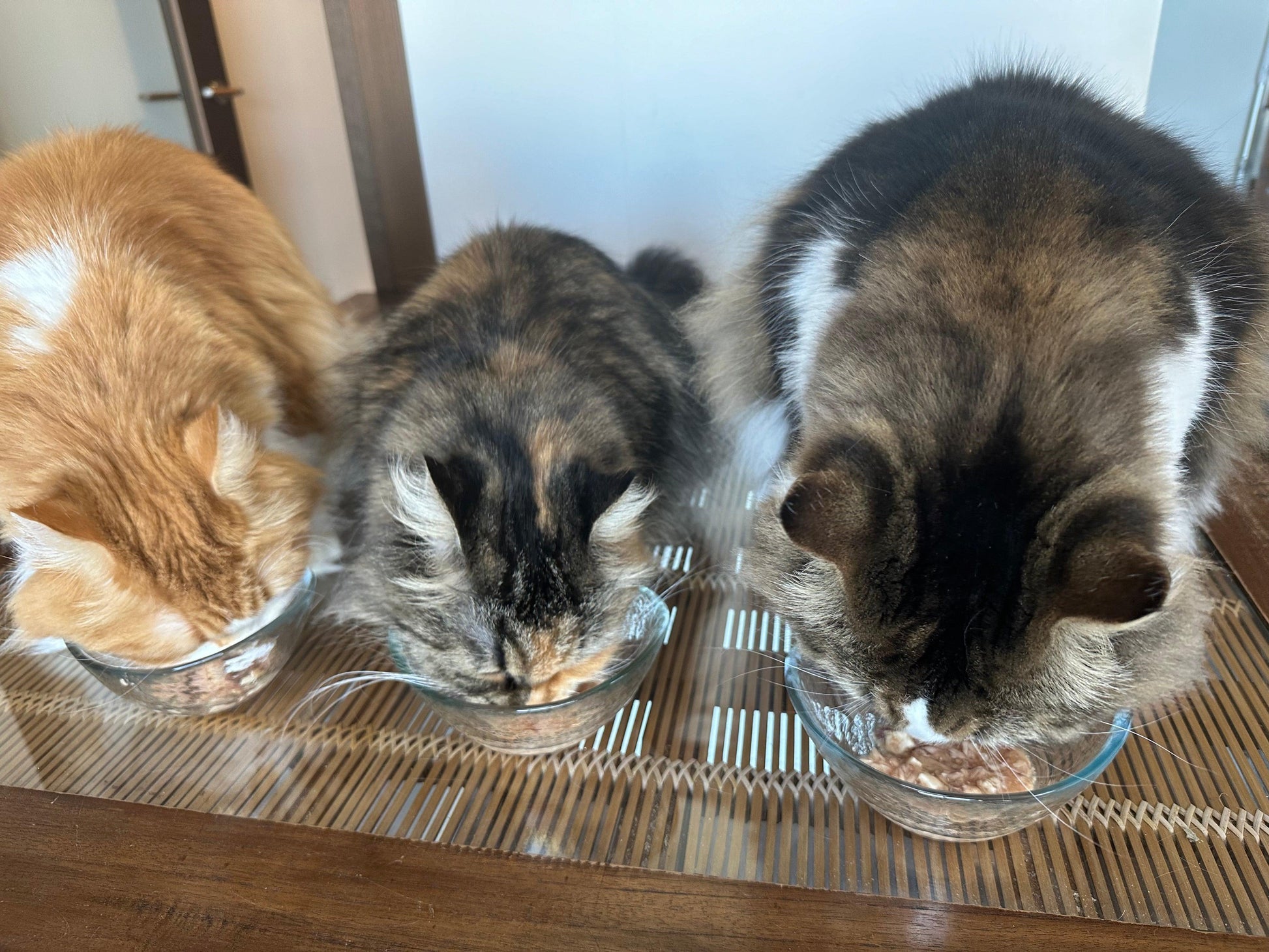 Paw's Green Deli（パウズグリーンデリ）の国産・無添加で安心安全な腸活キャットフードをおいしそうに食べている猫たちの写真