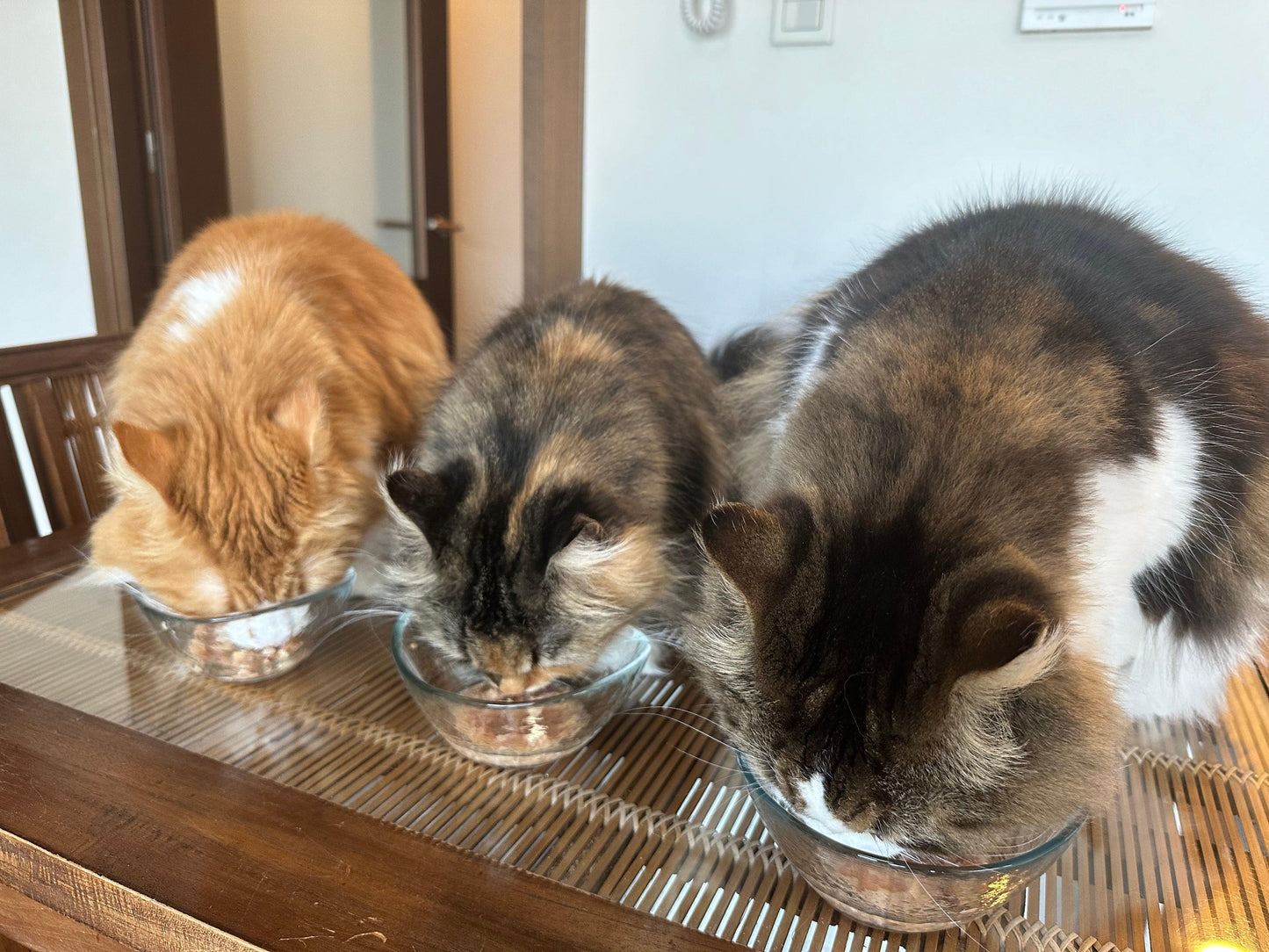 Paw's Green Deli（パウズグリーンデリ）の国産・無添加で安心安全な腸活フード（キャットフード）をおいしそうに食べている猫たちの写真