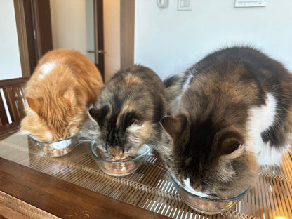 Paw's Green Deli（パウズグリーンデリ）の国産・無添加で安心安全な腸活フード（キャットフード）をおいしそうに食べている猫たちの写真